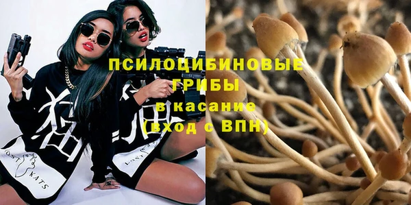 прущие грибы Магадан